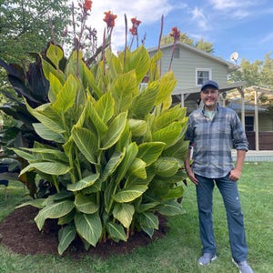 Bengal Tiger Canna Lily Landscape Bulb