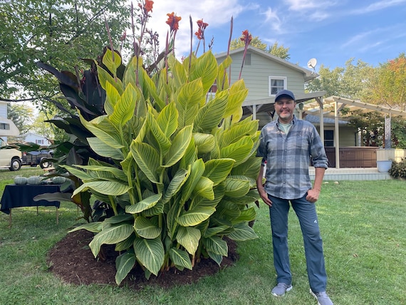 Bengal Tiger Canna Lily Landscape Bulb