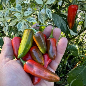 Variegated Jalapeno Heirloom Hot Pepper Seeds