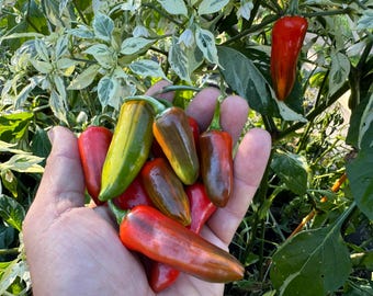 May include: A hand holding a variety of red, green, and orange peppers. The peppers are all small and have a pointed shape.