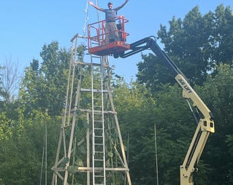 GUINNESS WORLD RECORD- Tallest Sunflower - “Clover”- 35 feet, 9 inches.  One Seed From the World Record Plant
