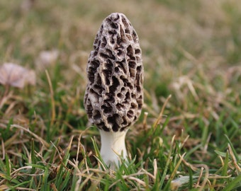 1 Morel Mushroom for Landscape & Garden. 3 inches tall.  Real looking morel, weatherproof and last forever!