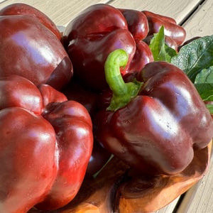 Chocolate Beauty Sweet Heirloom Pepper Seeds
