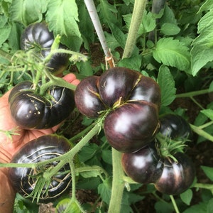 Night Armor Heirloom Tomato Seeds
