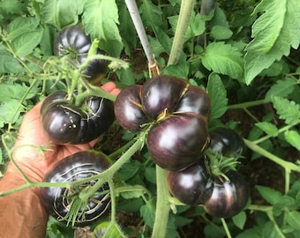 Night Armor Heirloom Tomato Seeds