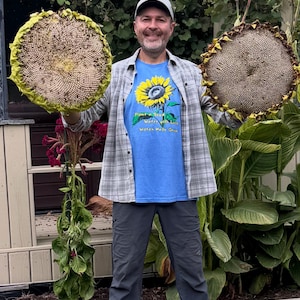 May include: A person holding two large, dried sunflower heads. The person is wearing a blue t-shirt with a sunflower graphic and the text "Plant a Seed, Water with Love, Watch May Grow". The background includes greenery.