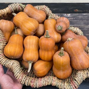 ButterNut Squash Seeds