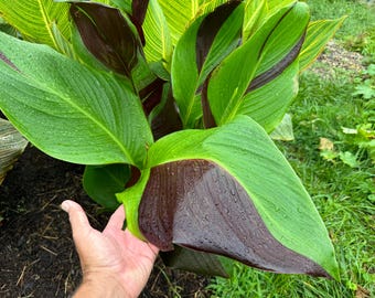 Cleopatra Variegated Red/Green Canna Lily.  Gorgeous Flowering Plant for Landscape. Food for Hummingbirds