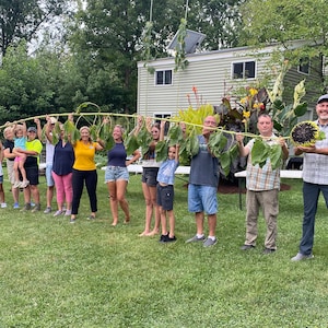 Official USA Record Tallest Sunflower Seeds From 26 Foot, 1 inch &quot;Kyiv&quot; Mother Plant