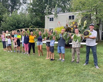 Official USA Record Tallest Sunflower Seeds From 26 Foot, 1 inch "Kyiv" Mother Plant