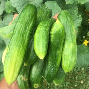 Sweet Burpless Cucumber Seeds