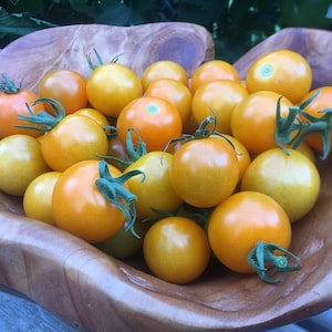 Sun Sugar Cherry Tomato.  Seeds from our 13 foot tall mother plant.