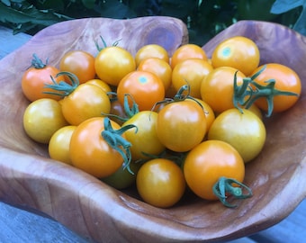 Sun Sugar Cherry Tomato.  Seeds from our 13 foot tall mother plant.