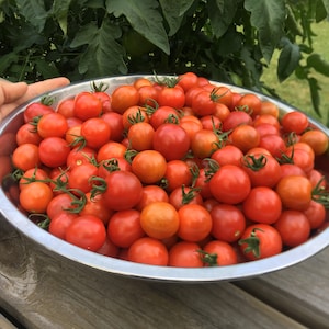 Seeds from 15 Foot Tall Super Sweet Cherry 100 Variety Tomato Plant.  Heavy Producer