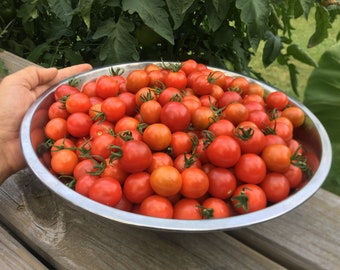 Seeds from 15 Foot Tall Super Sweet Cherry 100 Variety Tomato Plant.  Heavy Producer