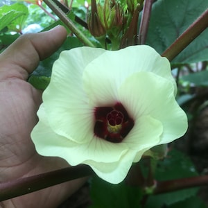 Red Okra Seeds.  Prettiest Flower in the Garden
