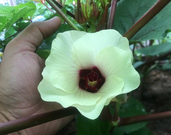 Red Okra Seeds.  Prettiest Flower in the Garden