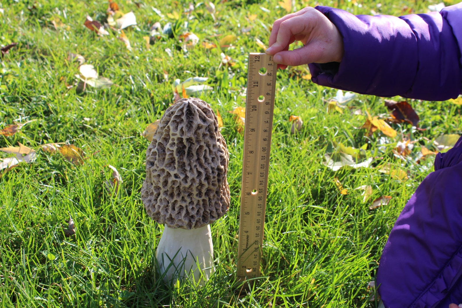 Giant Morel Mushroom for Landscape or Garden. Realistic Etsy