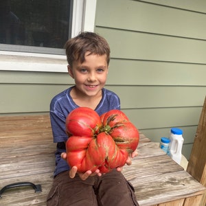 Giant Domingo Heirloom Tomato Seeds from 5 Pound, 11 ounce Fruit