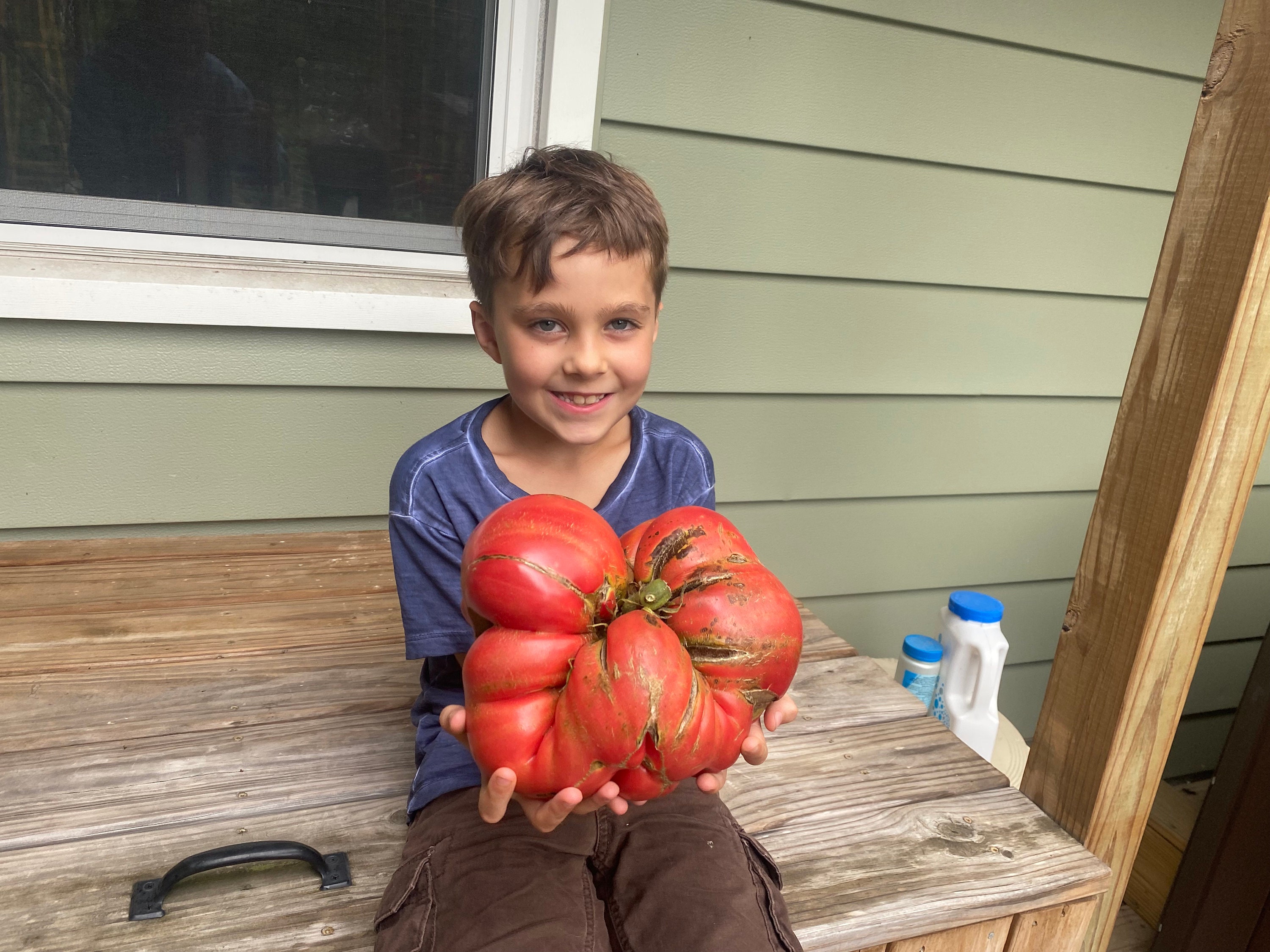 Giant Domingo Heirloom Tomato Seeds From 5 Pound 11 Ounce Etsy