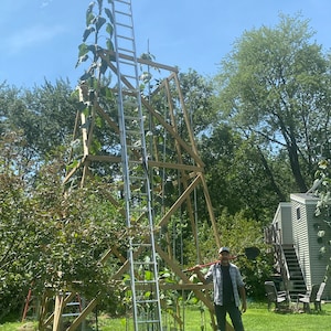 Giant Sunflower Seeds from 22 Foot Tall Mother Plant.  Cross Pollinated Genetics with USA Record Sunflower