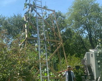 Giant Sunflower Seeds from 22 Foot Tall Mother Plant.  Cross Pollinated Genetics with USA Record Sunflower