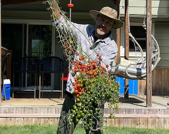 North American Record 1,044 Cherry Tomatoes on a Single Truss.  Seeds from the Mother Plant.