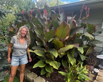 Red Musifolia Canna Lily Landscape Bulb
