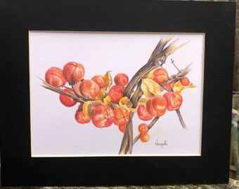 Bittersweet Still Life Art Print: Matted Colored Pencil Drawing