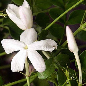 Jasmine Grandiflorum Essential Oil Pure 100% India 2ml and 5ml image 3