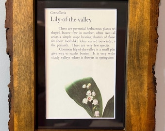 1950s Botanical  print | Vintage Framed Book Page Art (8 x 6) - custom framed