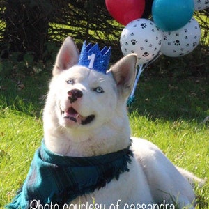 Dog Balloons , Paw Print Balloons, Dog Birthday Balloons , Puppy Birthday Party , Dog Birthday Party Decor , Paw Print Decor , Doggie Gradua