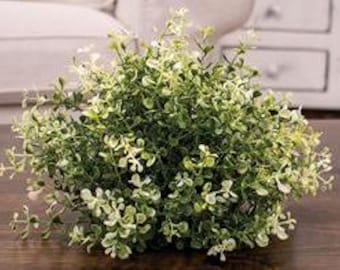 Cream Tipped Baby's Grass  9" Round Half- Sphere Floral Filler