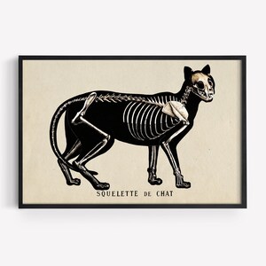 Emile Deyrolle - Cat Skeleton Art Print