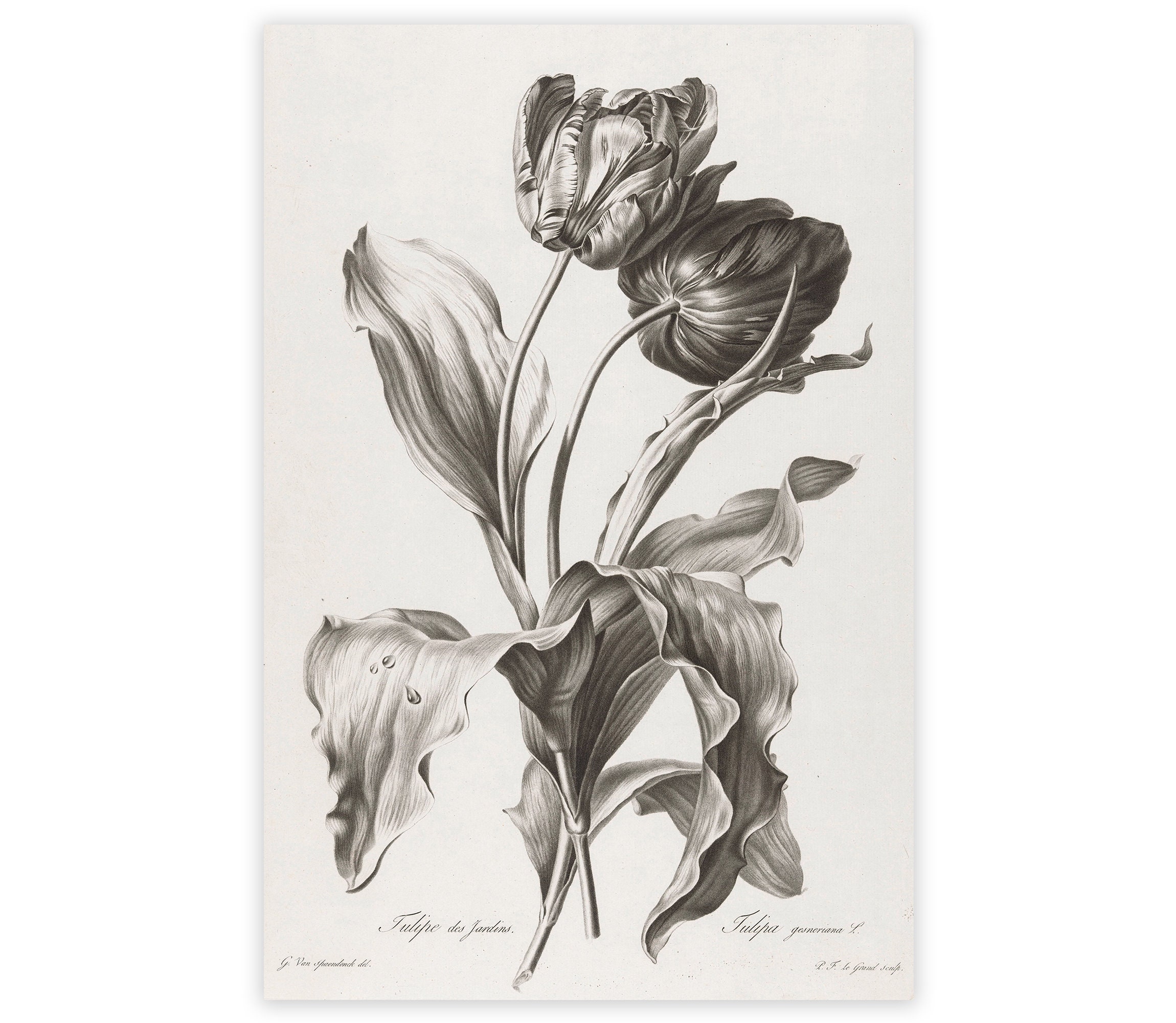 Set of 3 Antique Flower Art Prints Victorian Botanical Art - Etsy