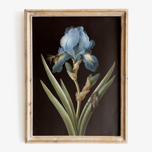 Impression d&#39;art ancienne iris, art mural floral foncé, estampe botanique, floral sombre de mauvaise humeur
