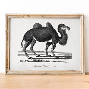 Vintage Camel etching art print, Antique Animal art, Classical Wall Art