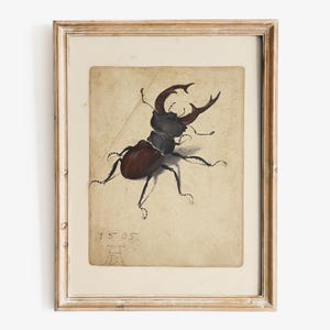 Albrecht Dürer - Stag Beetle art print, Museum-quality Fine Art print