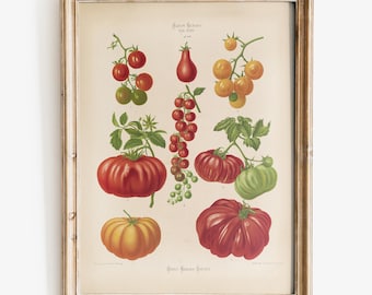 Può includere: Un'illustrazione botanica vintage di diverse varietà di pomodoro, tra cui pomodori rossi, gialli e verdi. L'illustrazione è incorniciata in una cornice di legno chiaro e include il testo "Album Botanique Tab. XXV".