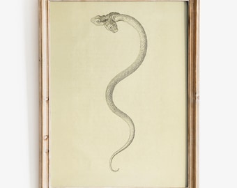 Lámina artística antigua de serpiente de dos cabezas, arte de Dark Academia, arte mural de brujas