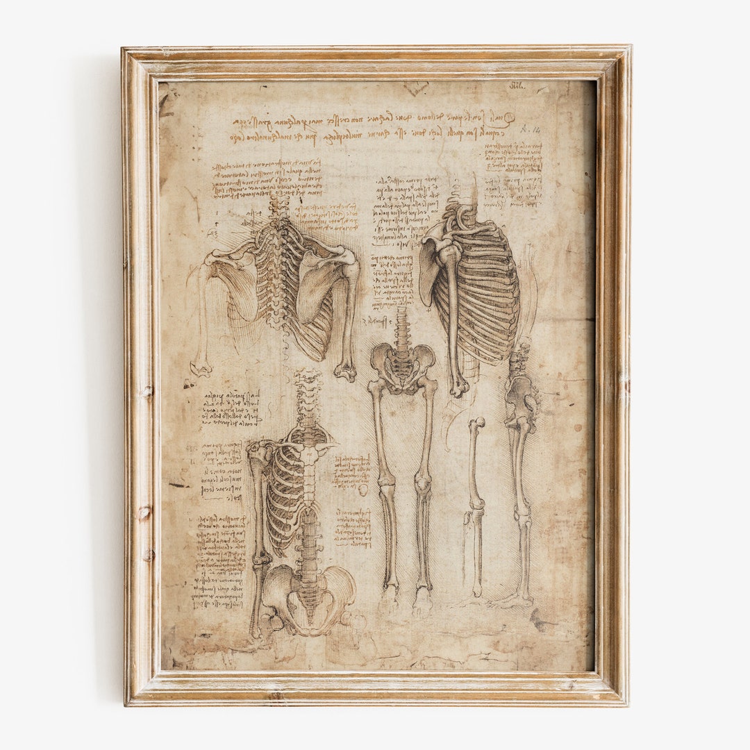 Leonardo Da Vinci Art Print, Anatomy Art, Famous Art Print, Aesthetic ...