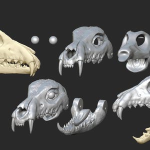Könnte beinhalten: Ein 3D-gedrucktes Modell eines Schädels, zerlegt in mehrere Teile. Der Schädel ist eine realistische Darstellung eines Hundeschädels mit detaillierten Zähnen und Knochenstruktur.