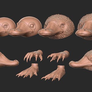 Könnte beinhalten: Ein 3D-gedrucktes Modell eines Schnabeltierkopfes, das verschiedene Ansichten von Kopf und Füßen zeigt. Das Modell ist hellbraun und hat eine detaillierte Textur.