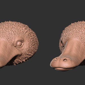 May include: Two detailed, light brown platypus head sculptures. One head has a closed eye, the other has an open eye. The sculptures have textured fur and a duck-like bill. The background is a solid dark gray.
