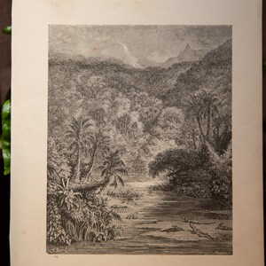 Jungle: Atala Gustave Dore Antique Illustration