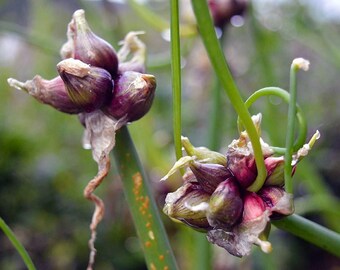 egyptian walking onion seed (bulblets)