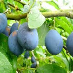 May include: A bunch of ripe, dark blue plums hanging from a tree branch. The plums are surrounded by green leaves.