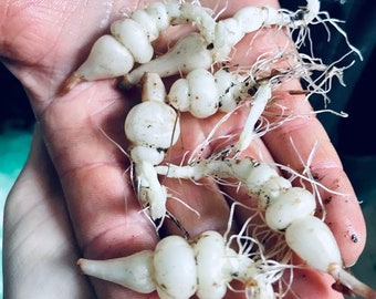 Chinese Artichoke Tubers: Stachys Affinis, Edible Perennial