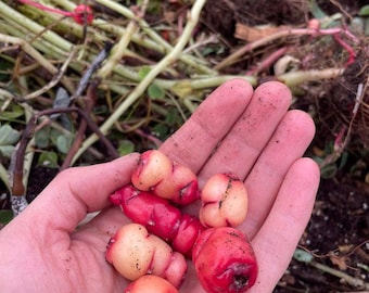 oca tubers "blush"