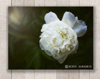 Derek Ouradnik Original Fine Art Fotografie Natur Blume Fotoabzüge